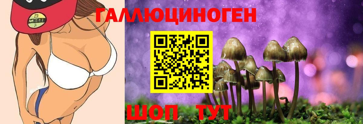 Псилоцибиновые грибы Psilocybe Волгоград